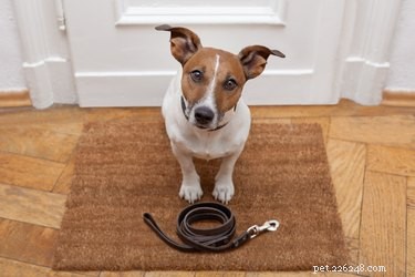 7 Essential Questions to Consider Before Bringing a Puppy Home