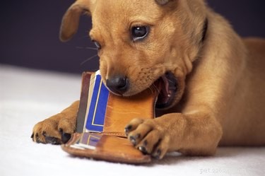 7 Essential Questions to Consider Before Bringing a Puppy Home