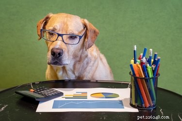 Tax Deductions for Pet Adoption Fees: What You Need to Know