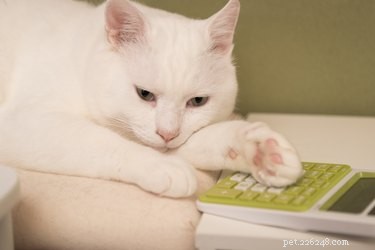 Tax Deductions for Pet Adoption Fees: What You Need to Know
