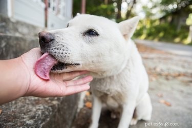 Welcome a Fearful Dog: Steps to a Calm, Confident Home Transition