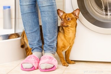 Welcome a Fearful Dog: Steps to a Calm, Confident Home Transition