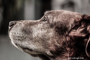 Preventing Senior Pets from Ending Up in Shelters: Practical Strategies