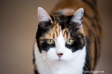 Preventing Senior Pets from Ending Up in Shelters: Practical Strategies