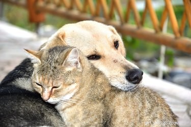 Finding the Ideal Home for Senior Pets: A Trusted Guide