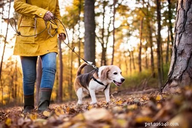 6 Key Advantages of Choosing a Senior Pet for Adoption