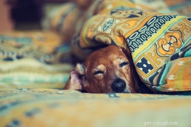 6 Key Advantages of Choosing a Senior Pet for Adoption