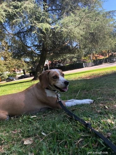 Why Mixed-Breed Dogs Are the Perfect Choice: 6 Compelling Reasons