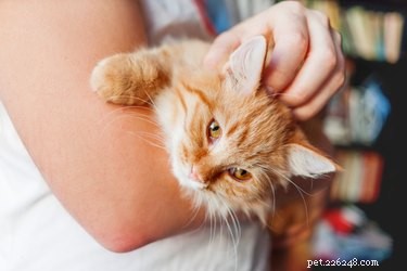 How to Foster Cats and Dogs: A Beginner’s Guide