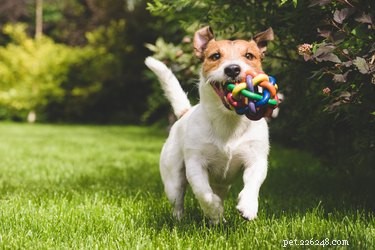 How to Choose the Perfect Dog for Your Lifestyle