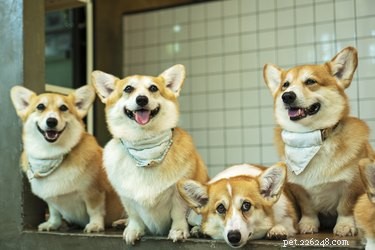 How to Choose the Perfect Dog for Your Lifestyle