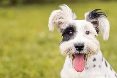 The Complete Guide to Adopting a Rescue Dog