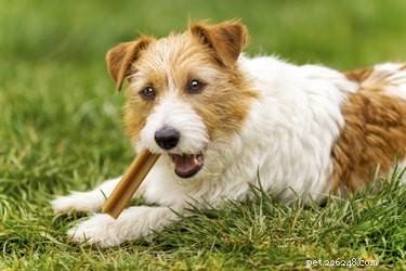 The Complete Guide to Adopting a Rescue Dog