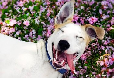 The Complete Guide to Adopting a Rescue Dog