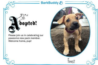 Top Dog Adoption Apps: Find Your Perfect Pup Quickly and Safely