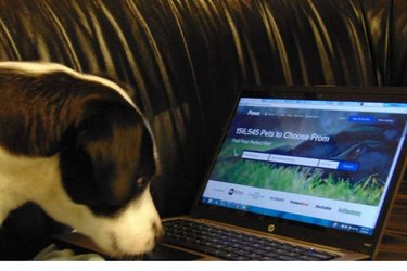 Top Dog Adoption Apps: Find Your Perfect Pup Quickly and Safely