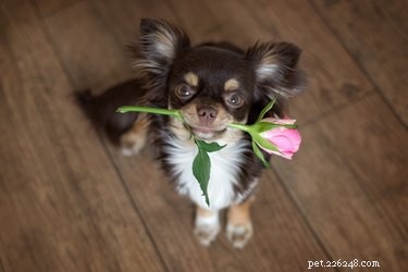 How to Persuade a Loved One to Adopt a Dog