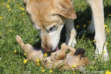 How to Seamlessly Introduce a Puppy to Your Household’s Senior Dogs