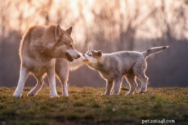 How to Seamlessly Introduce a Puppy to Your Household’s Senior Dogs