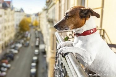 Apartment Dog Care: Tips for a Happy, Healthy Pet