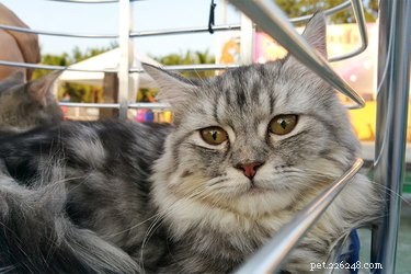 Innovative Pet Adoption Event Ideas That Drive Faster Adoptions