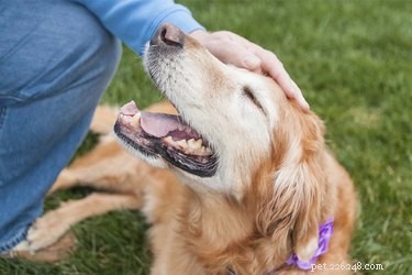Rehoming Your Dog: Find a Loving New Home with Confidence