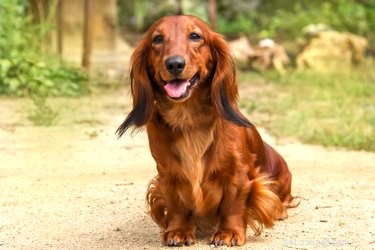 Dapple Dachshund Puppy Prices: What to Expect