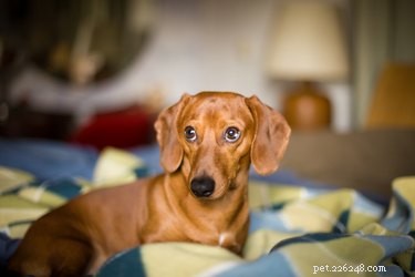 Dapple Dachshund Puppy Prices: What to Expect
