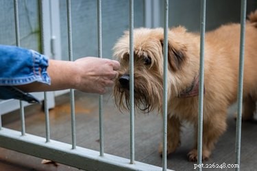 A Compassionate Guide to Rehoming Your Dog with a Humane Society