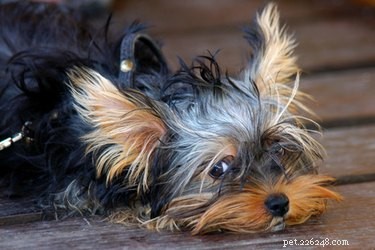 Building Trust: Proven Ways to Bond With Your Rescue Dog
