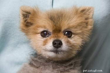 How to Find and Adopt a Free Puppy Safely