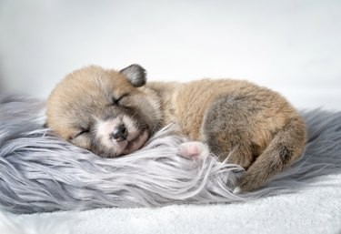 Surprising Loved Ones with a Puppy: Creative Ideas & Tips