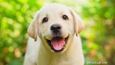Surprising Loved Ones with a Puppy: Creative Ideas & Tips