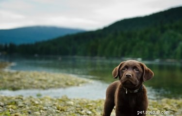 How to Properly Care for Your 1-Month-Old Puppy