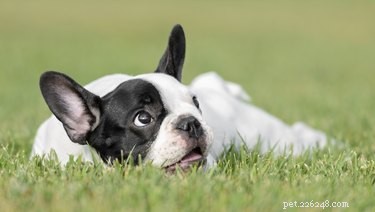 Where to Find Small Dogs for Adoption: A Guide to Rescues and Shelters