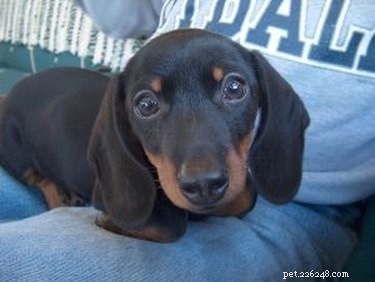 Expert Guide: Rescuing and Bonding with a Miniature Dachshund