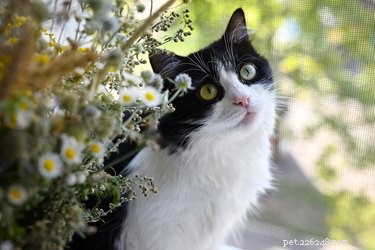 Guide to Listing Your Pet on Petfinder for a Successful Adoption