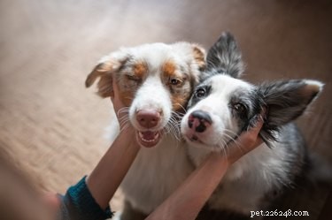 Guide to Listing Your Pet on Petfinder for a Successful Adoption