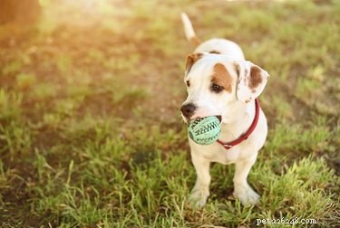 Your First Week with a New Puppy: Expert Tips for a Stress‑Free Transition