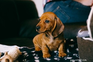 Your First Week with a New Puppy: Expert Tips for a Stress‑Free Transition