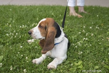 The Complete Guide to Licensing Your Dog: Steps, Fees, and Local Requirements