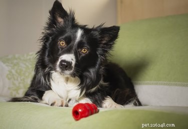 Teach Your Dog Proper Mealtime Etiquette – Easy Steps for a Well‑Behaved Companion
