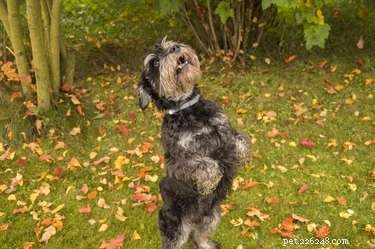Discover Dog Dancing: A Beginner s Guide to Musical Freestyle