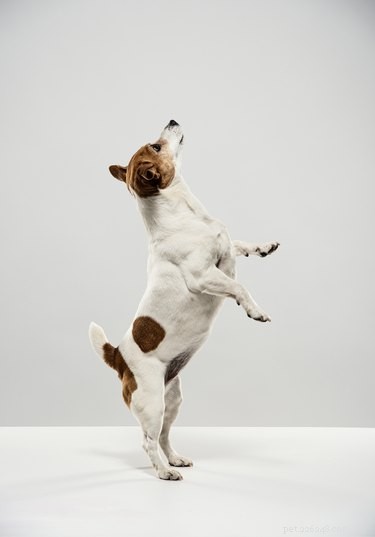 Discover Dog Dancing: A Beginner s Guide to Musical Freestyle