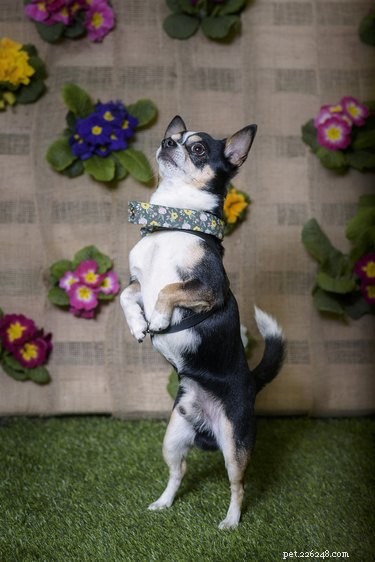 Discover Dog Dancing: A Beginner s Guide to Musical Freestyle