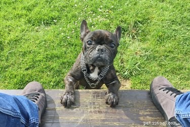 Dog Parkour Explained: How to Get Started & Keep Your Pet Safe