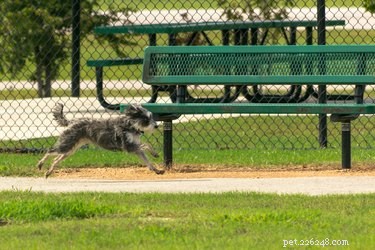 Dog Parkour Explained: How to Get Started & Keep Your Pet Safe