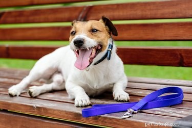 Dog Parkour Explained: How to Get Started & Keep Your Pet Safe