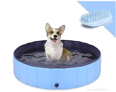 3 Water-Friendly Ways to Keep Your Dog Cool When They’re Not Ready to Swim