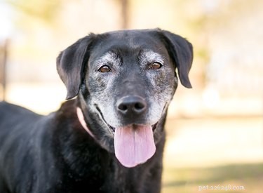 Effective Training Tips for Your Senior Dog: Stay Active & Engaged